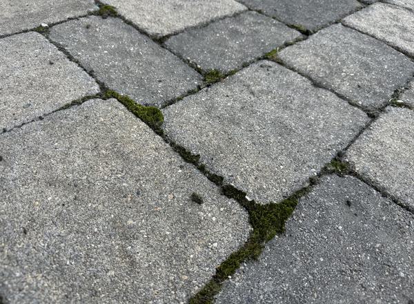 Moss growing in the joints between concrete pavers