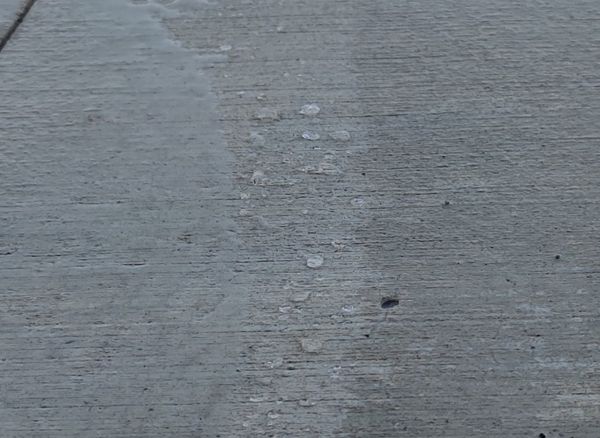 Water soaking into unsealed concrete beside water beading on a sealed strip
